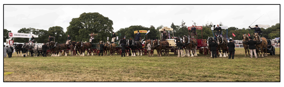lineup of heavy horses at the New Forest show
