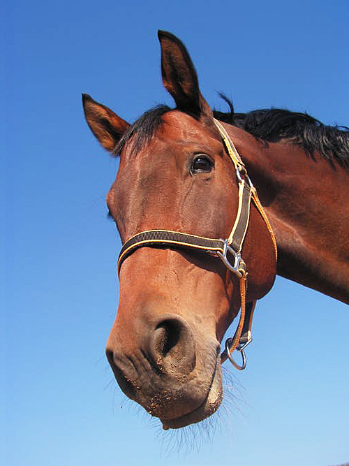 brown horse looking down