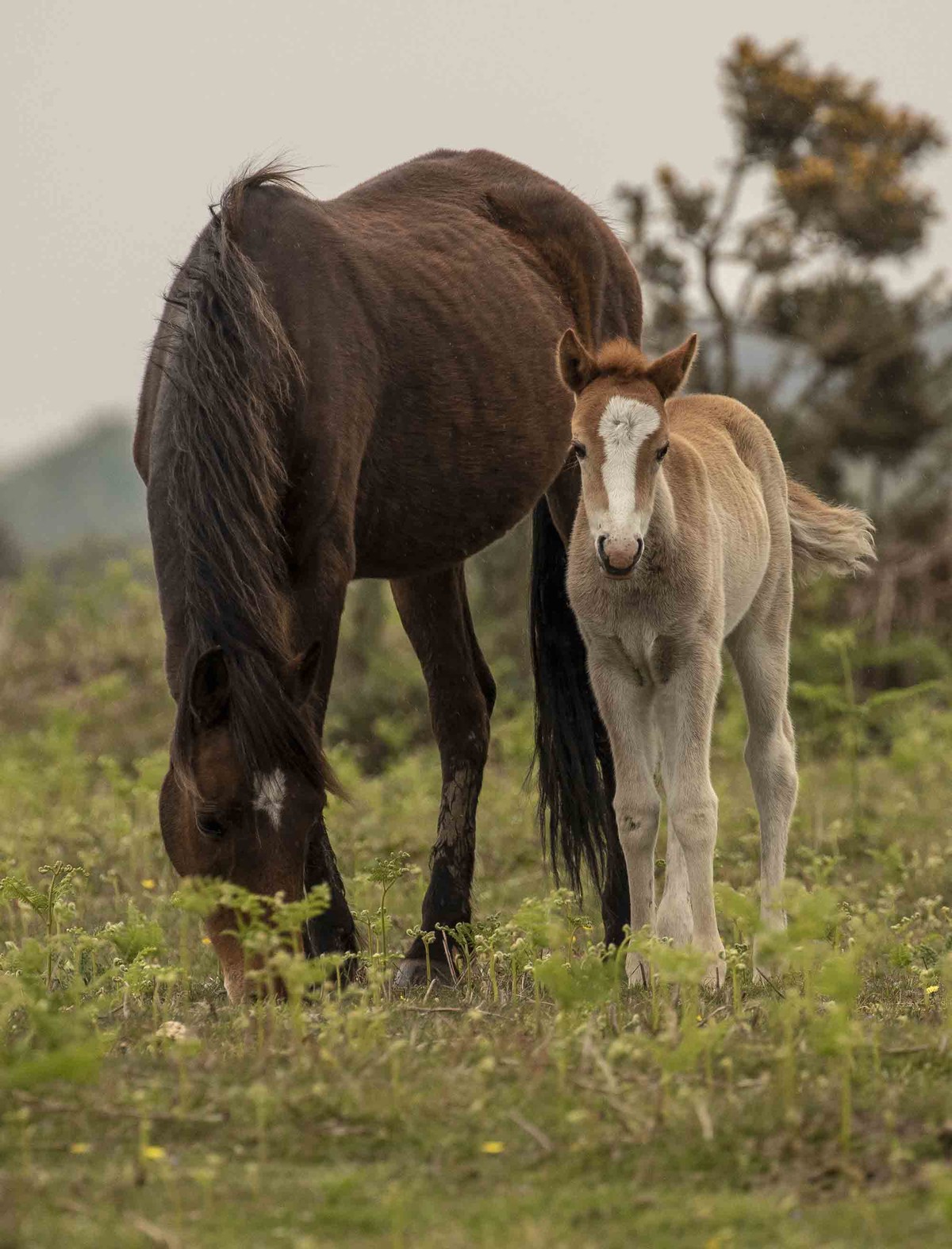 New Forest pony and foal