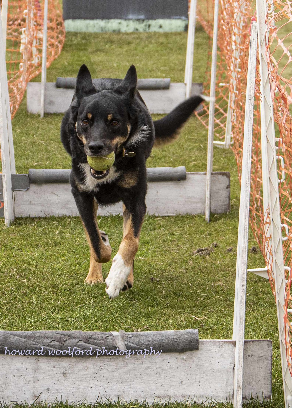 running gog, dog agility, rocket dog