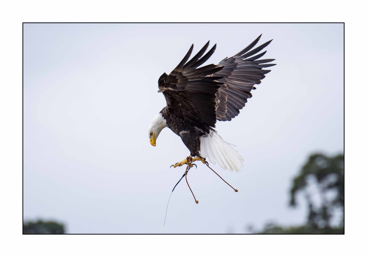 Sea Eagle, Falconry Display Ellingham show