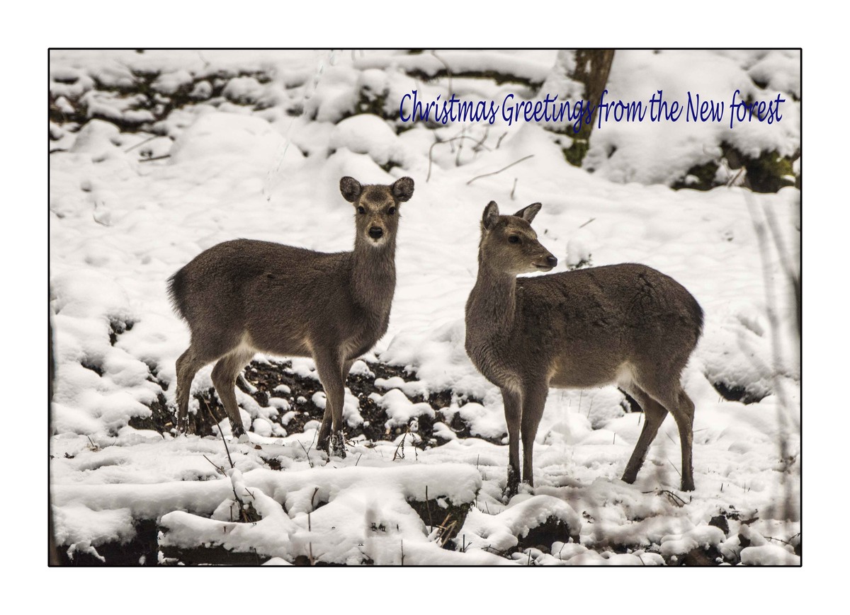 two sika deer in the snow
