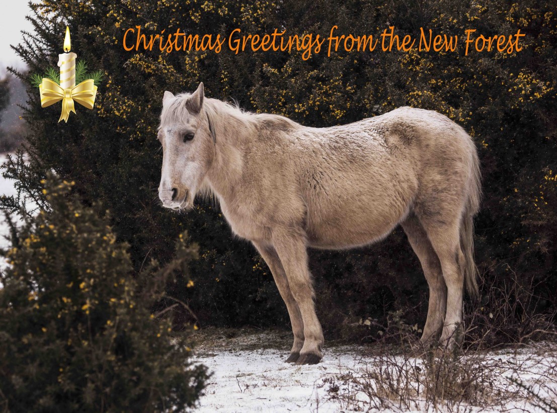 New Forest pony christmas card