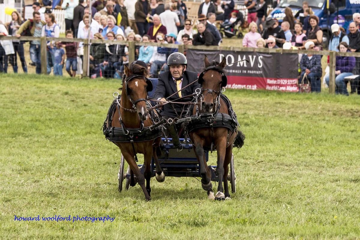scurry racing, two ponies in full gallop coming straight at the photographer