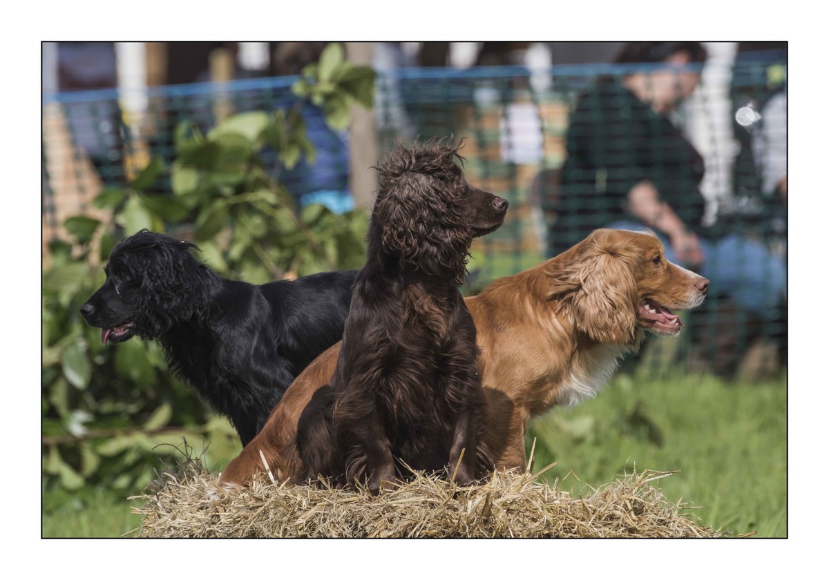 Romsey show three gundogs on a straw bale