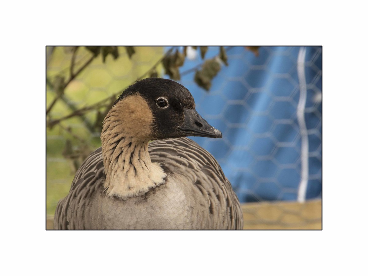 Head of ornamental goose New Forest Show