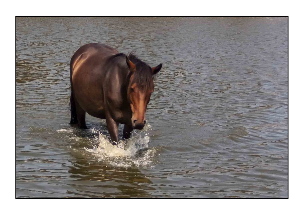 pony in pond during hot weather